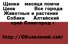 Щенки 4 месяца-помчи › Цена ­ 5 000 - Все города Животные и растения » Собаки   . Алтайский край,Славгород г.